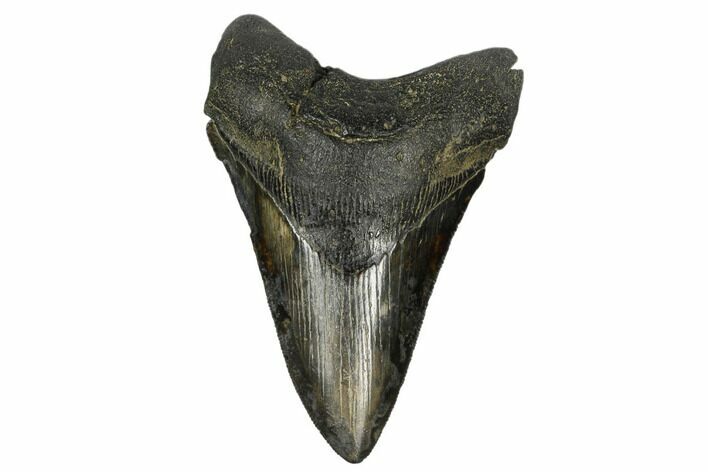 Serrated, Fossil Megalodon Tooth - South Carolina #170480